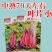 【金阳艳红】小叶亮红基地菜农专用红菜苔正宗武汉红菜苔耐寒