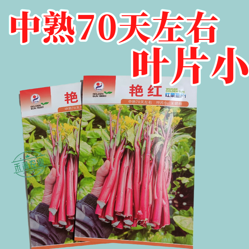 【金阳艳红】小叶亮红基地菜农专用红菜苔正宗武汉红菜苔耐寒