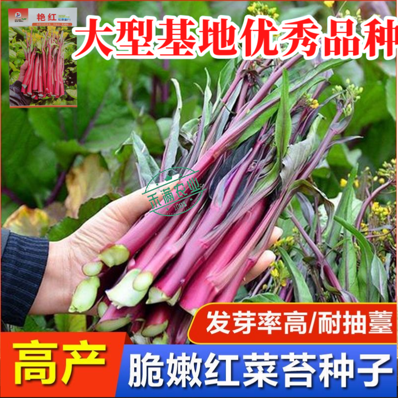 【金阳艳红】小叶亮红基地菜农专用红菜苔正宗武汉红菜苔耐寒