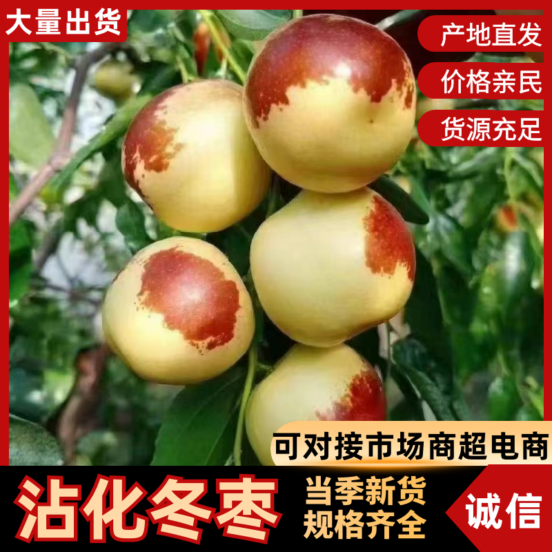 冬枣沾化冬枣口感脆甜一件代发电商商超欢迎咨询