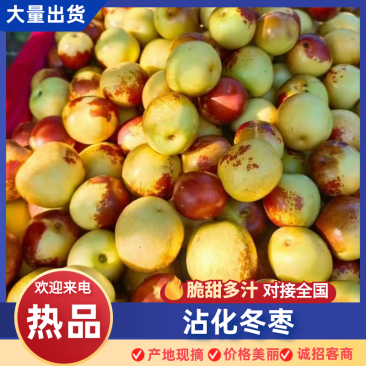 沾化冬枣大量现货，代收代存，代发，物流发货，单车，一件代
