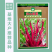 【文鼎菜苔】洪山紫薹基地菜农专用红菜苔正宗武汉红菜苔粗苔