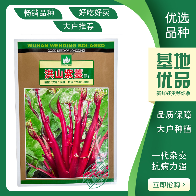 【文鼎菜苔】洪山紫薹基地菜农专用红菜苔正宗武汉红菜苔粗苔