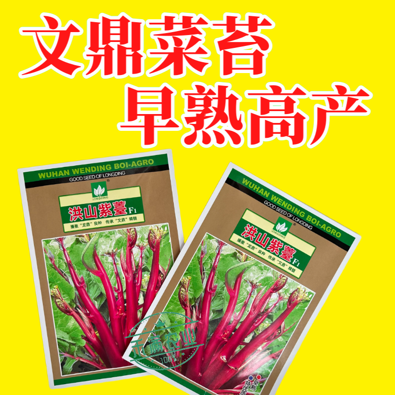 【文鼎菜苔】洪山紫薹基地菜农专用红菜苔正宗武汉红菜苔粗苔