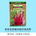 【文鼎菜苔】洪山紫薹基地菜农专用红菜苔正宗武汉红菜苔粗苔