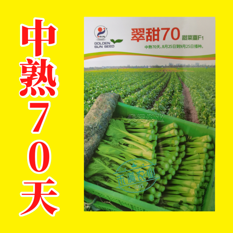 基地优品翠甜白菜苔种籽50天60天70天白菜苔种子籽耐寒
