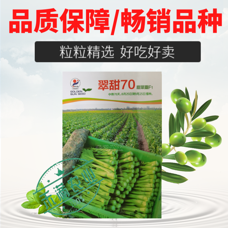 基地优品翠甜白菜苔种籽50天60天70天白菜苔种子籽耐寒