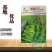 基地优品翠甜白菜苔种籽50天60天70天白菜苔种子籽耐寒