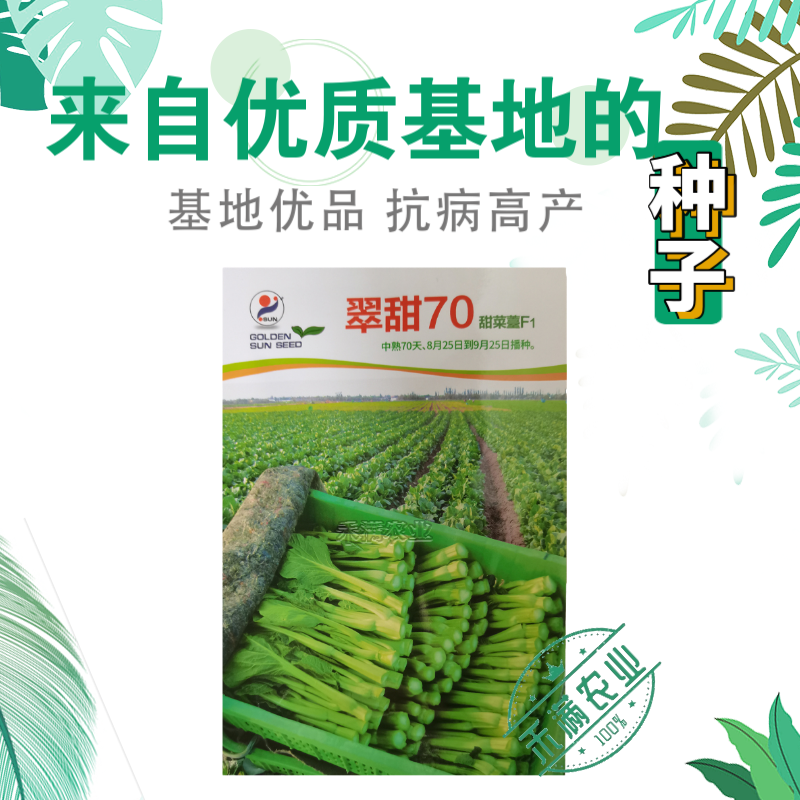 基地优品翠甜白菜苔种籽50天60天70天白菜苔种子籽耐寒