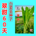 基地优品翠甜白菜苔种籽50天60天70天白菜苔种子籽耐寒