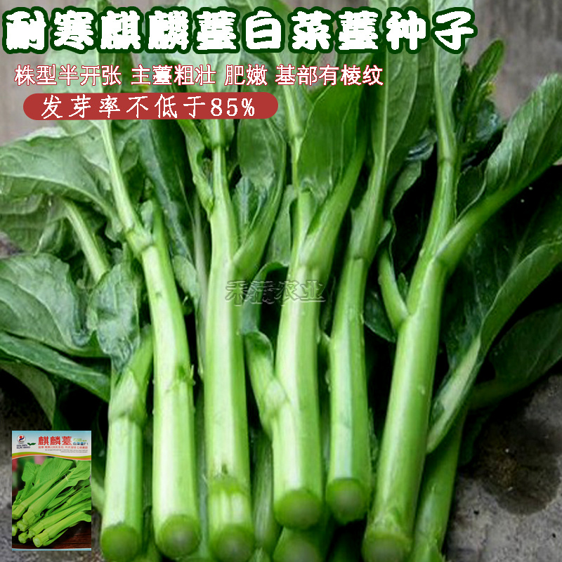 基地优品麒麟苔白菜苔种子籽白菜苔种籽晚熟耐寒越冬小白菜苔