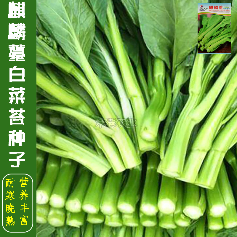 基地优品麒麟苔白菜苔种子籽白菜苔种籽晚熟耐寒越冬小白菜苔