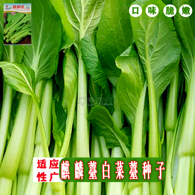 基地优品麒麟苔白菜苔种子籽白菜苔种籽晚熟耐寒越冬小白菜苔