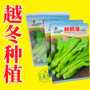 基地优品麒麟苔白菜苔种子籽白菜苔种籽晚熟耐寒越冬小白菜苔