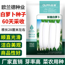 白萝卜种子籽60天采收大白萝卜种子春秋播种蔬菜种子大田用