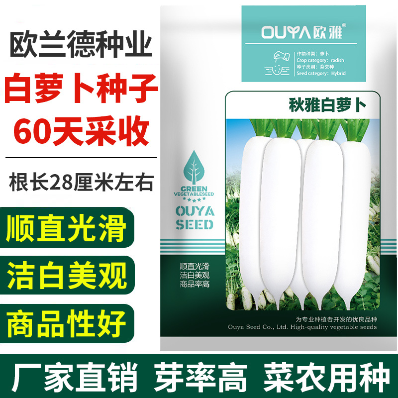 白萝卜种子籽60天采收大白萝卜种子春秋播种蔬菜种子大田用