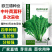 中叶茼蒿种子皇帝菜种籽蔬菜种子四季阳台播种春秋冬耐热耐寒