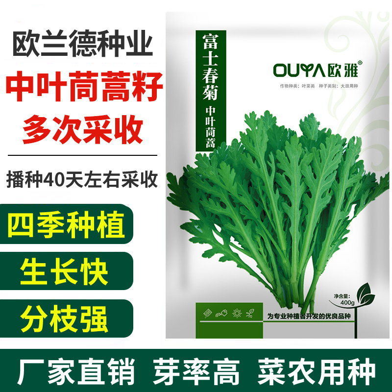 中叶茼蒿种子皇帝菜种籽蔬菜种子四季阳台播种春秋冬耐热耐寒