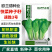 小白菜种子奶油快菜小白菜种籽耐热耐寒春夏秋冬四季蔬菜种子