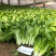 小白菜种子奶油快菜小白菜种籽耐热耐寒春夏秋冬四季蔬菜种子