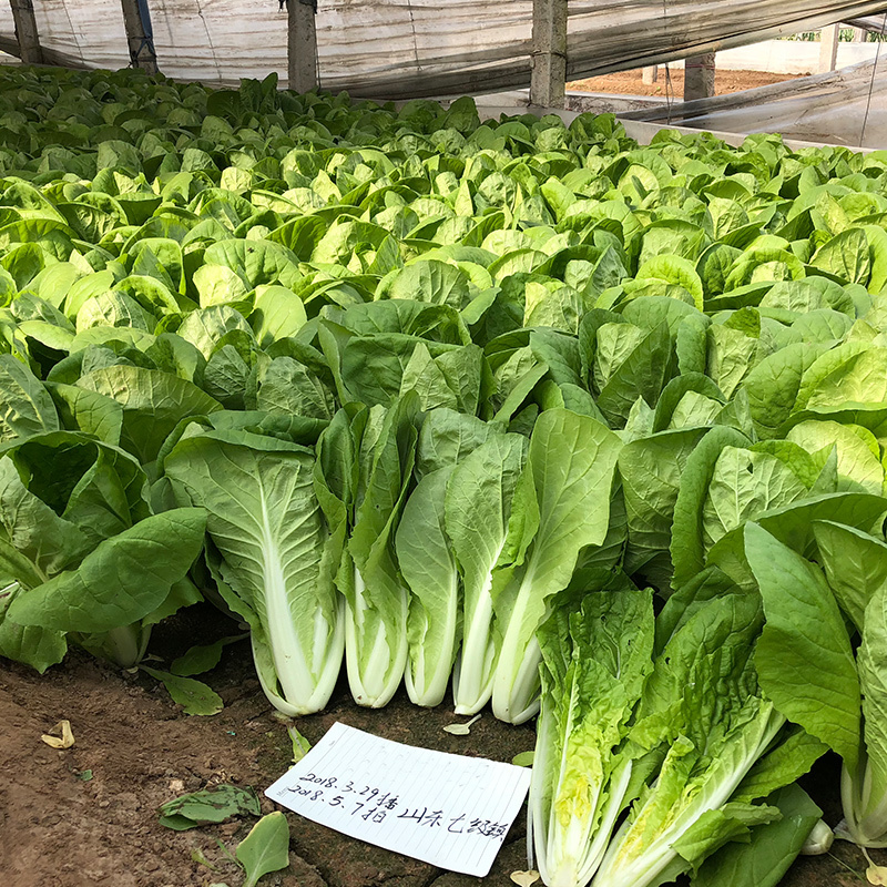 小白菜种子奶油快菜小白菜种籽耐热耐寒春夏秋冬四季蔬菜种子