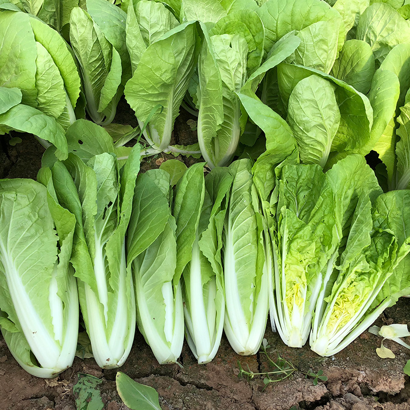 小白菜种子奶油快菜小白菜种籽耐热耐寒春夏秋冬四季蔬菜种子