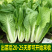 小白菜种子奶油快菜小白菜种籽耐热耐寒春夏秋冬四季蔬菜种子