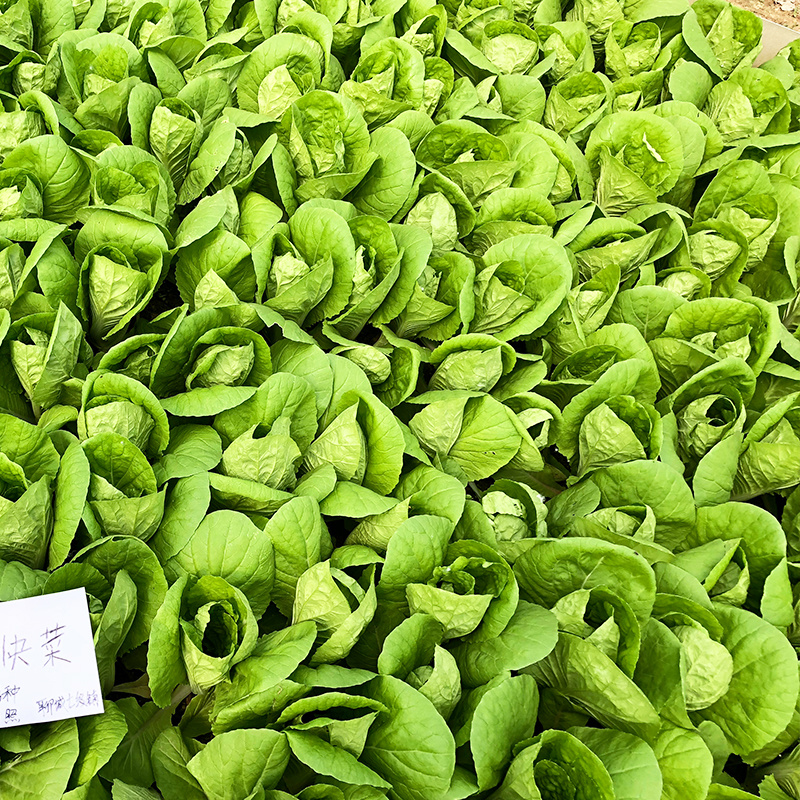 小白菜种子奶油快菜小白菜种籽耐热耐寒春夏秋冬四季蔬菜种子