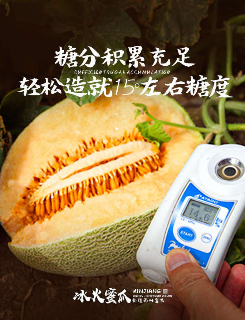 新疆哈密瓜一件代发产地直发一手货源对接各大电商平台