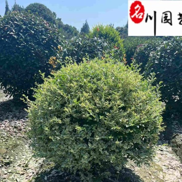 四川金姬小蜡球批发金姬小蜡球工程苗批发金姬小蜡基地