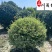 四川金姬小蜡球批发金姬小蜡球工程苗批发金姬小蜡基地