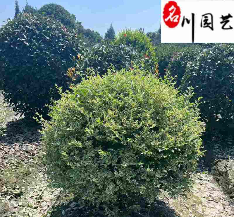 四川金姬小蜡球批发金姬小蜡球工程苗批发金姬小蜡基地