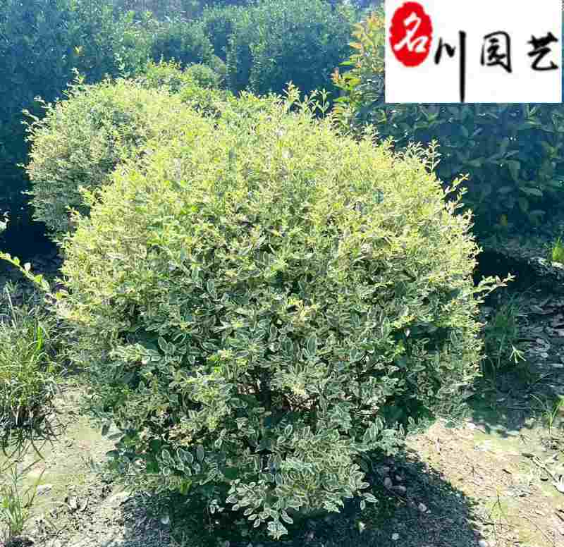 四川金姬小蜡球批发金姬小蜡球工程苗批发金姬小蜡基地