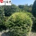 四川金姬小蜡球批发金姬小蜡球工程苗批发金姬小蜡基地