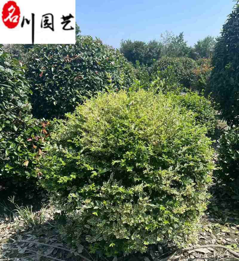 四川金姬小蜡球批发金姬小蜡球工程苗批发金姬小蜡基地