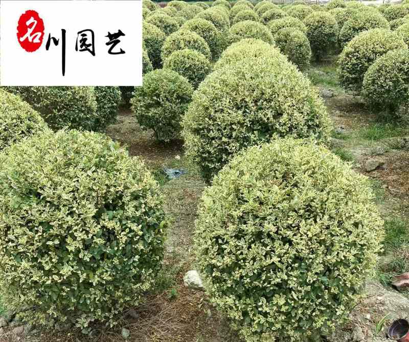 四川金姬小蜡球批发金姬小蜡球工程苗批发金姬小蜡基地