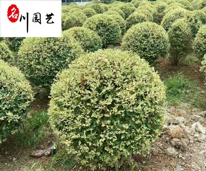 四川金姬小蜡球批发金姬小蜡球工程苗批发金姬小蜡基地