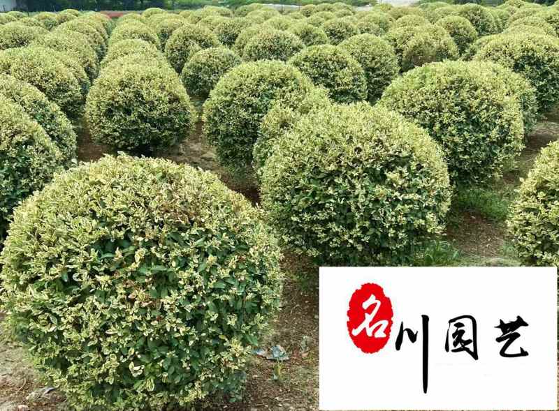 四川金姬小蜡球批发金姬小蜡球工程苗批发金姬小蜡基地