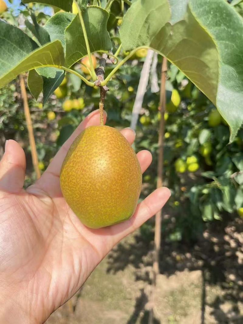 精品七号香梨基地直销量大质优价格优惠欢迎咨询采购