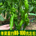 欧兰德螺丝椒种子螺丽4号薄皮辣椒籽香辣大果型陇椒辣椒种子