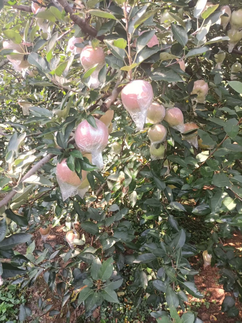 红星苹果大量有货产地直发价格可谈对接全国平台