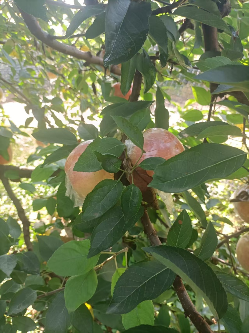 红星苹果大量有货产地直发价格可谈对接全国平台