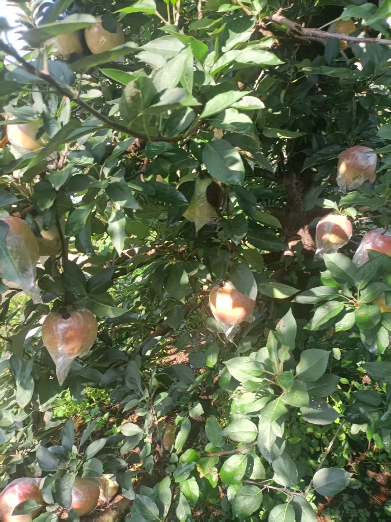 红星苹果大量有货产地直发价格可谈对接全国平台