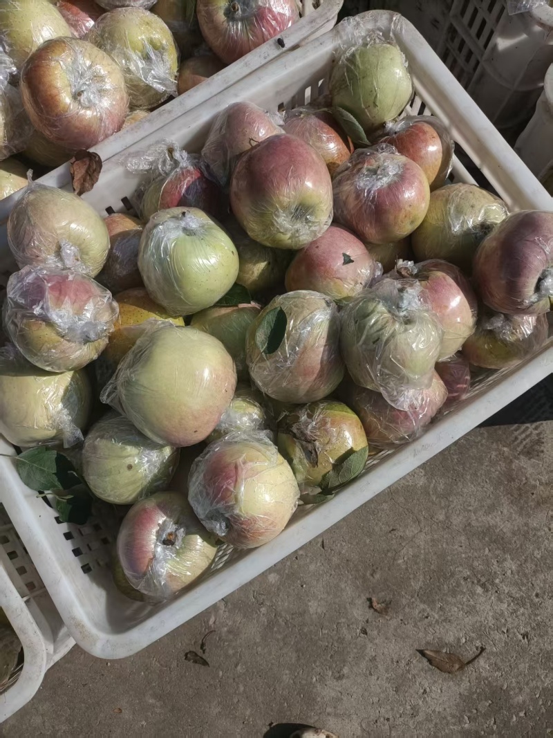 红星苹果大量有货产地直发价格可谈对接全国平台