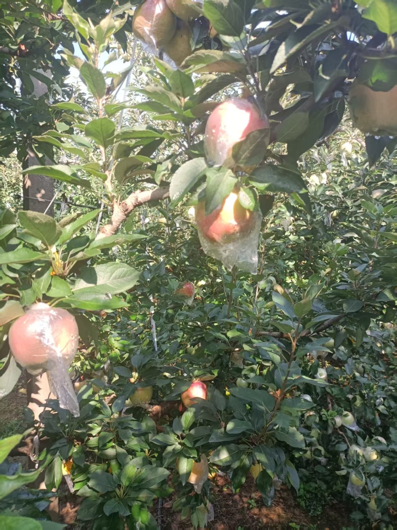 红星苹果大量有货产地直发价格可谈对接全国平台