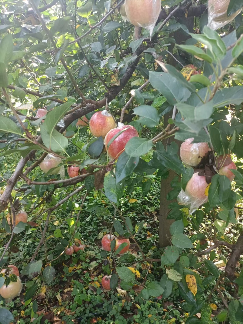 红星苹果大量有货产地直发价格可谈对接全国平台