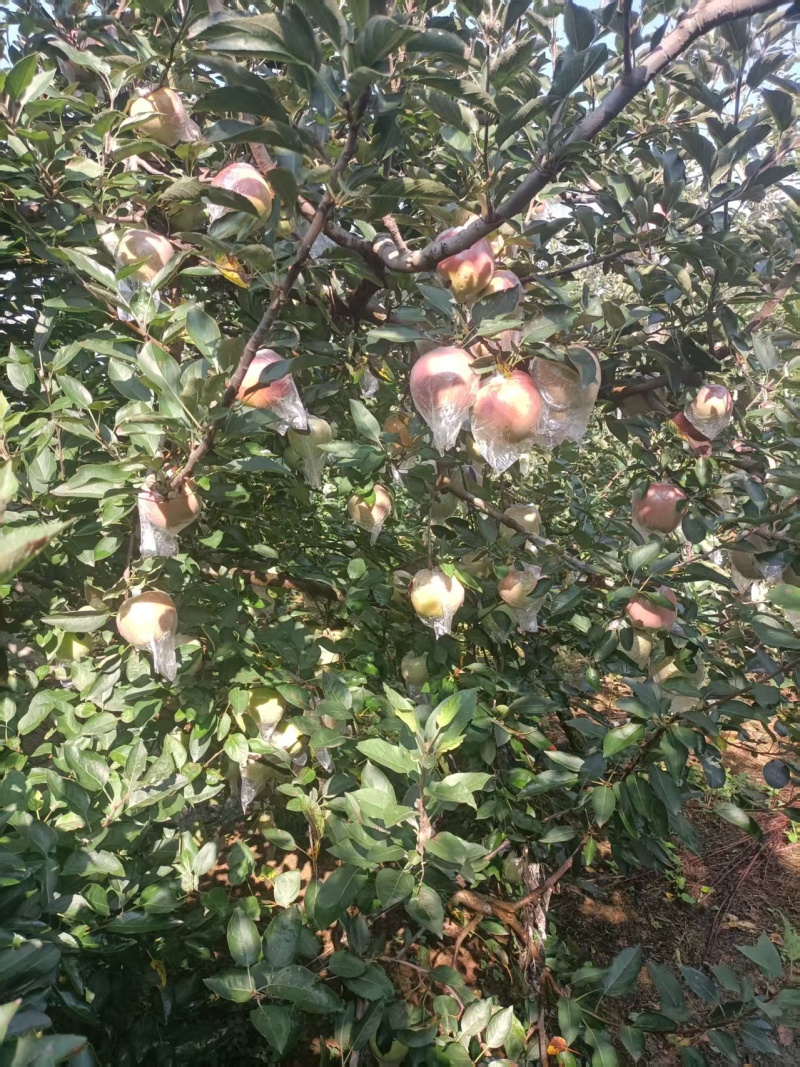 红星苹果大量有货产地直发价格可谈对接全国平台