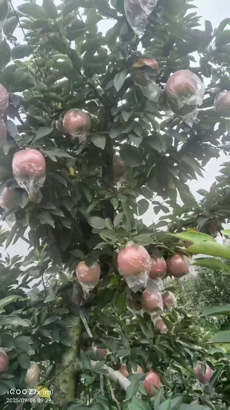 红星苹果大量有货产地直发价格可谈对接全国平台