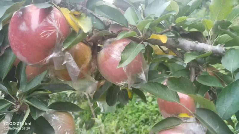 红星苹果大量有货产地直发价格可谈对接全国平台