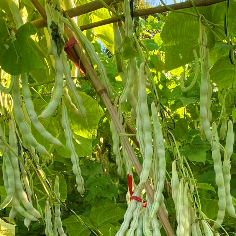 芸豆种子白不老四季豆架豆保护地高产无筋豆小金豆扁豆角种籽